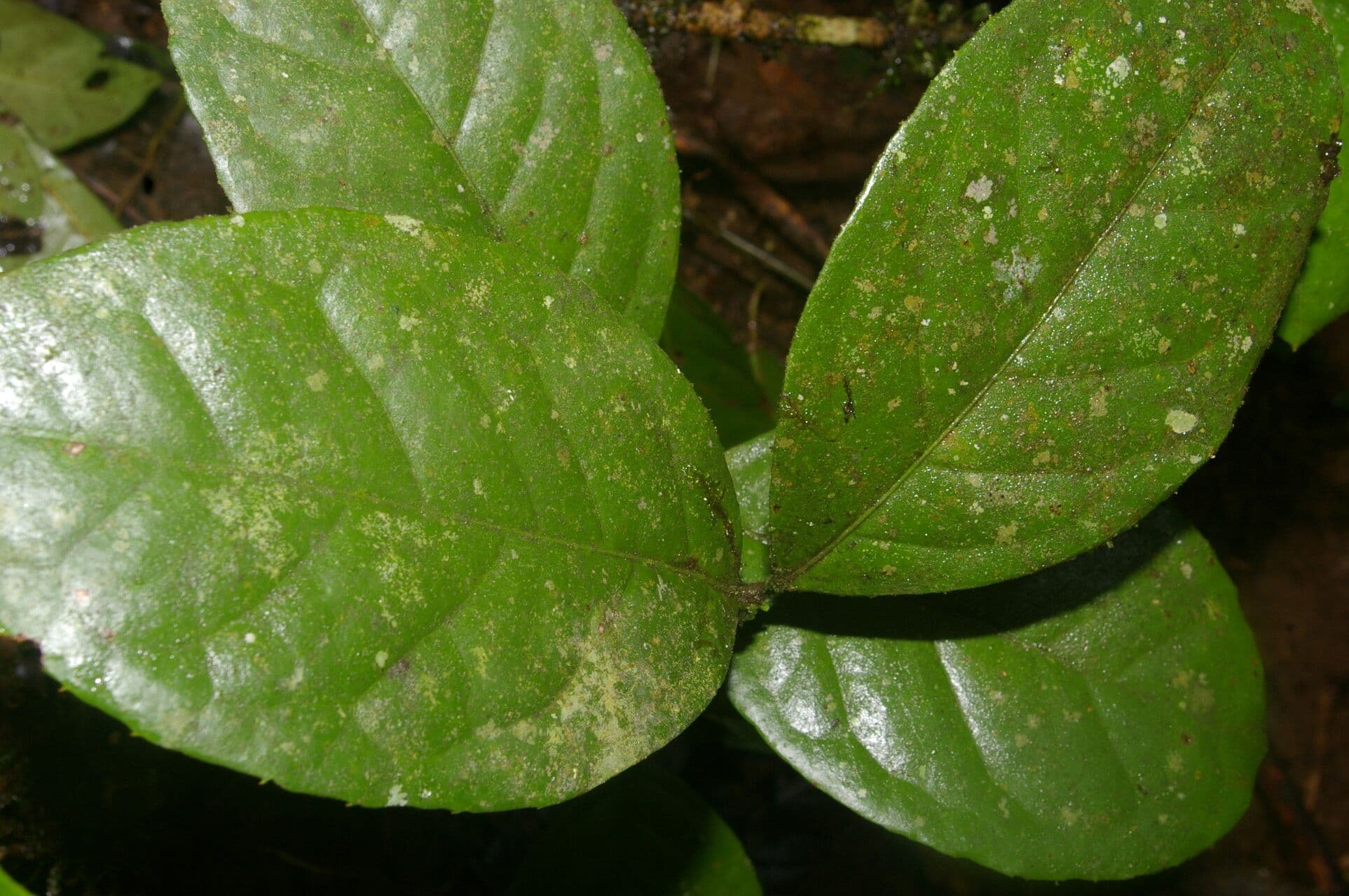Beilschmiedia costaricense 9