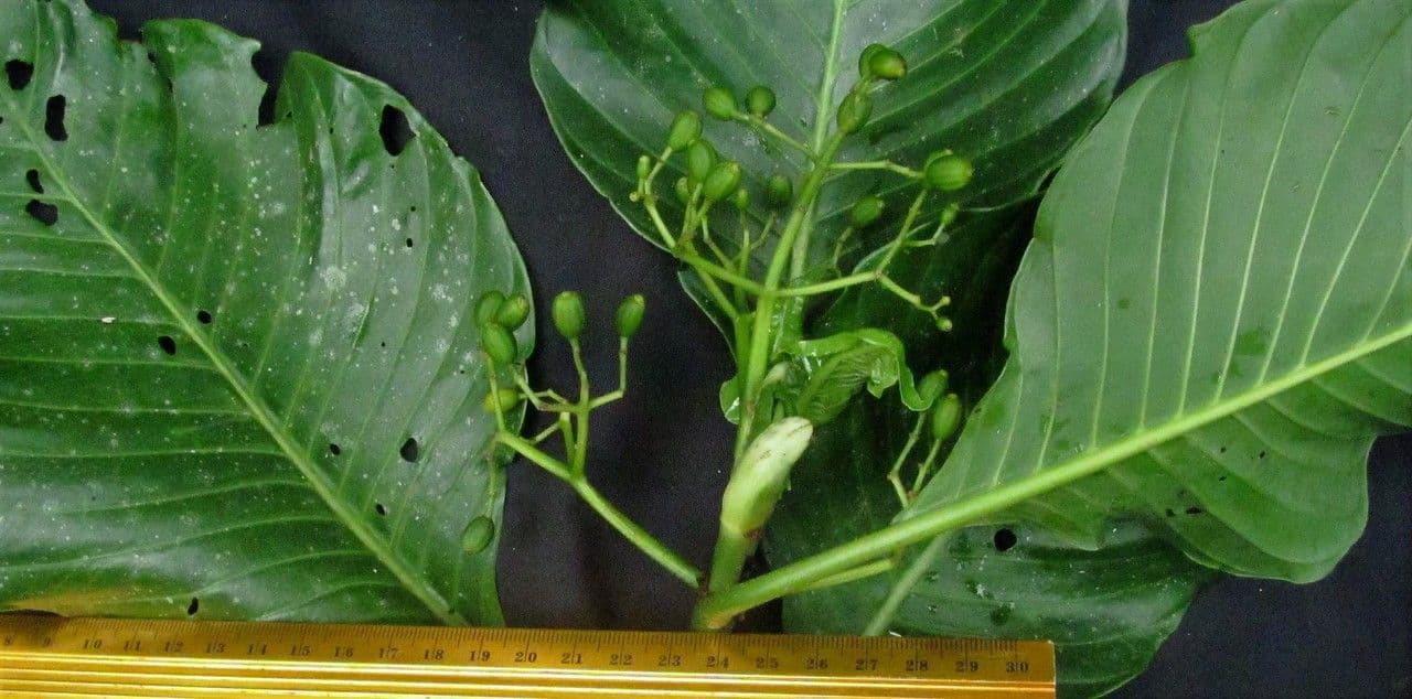 Psychotria 18