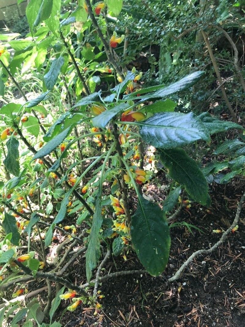 Impatiens 12