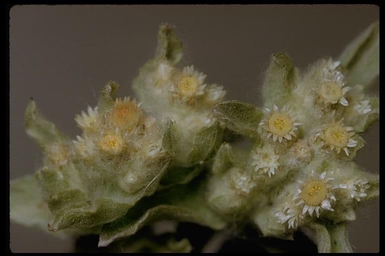Gnaphalium 10
