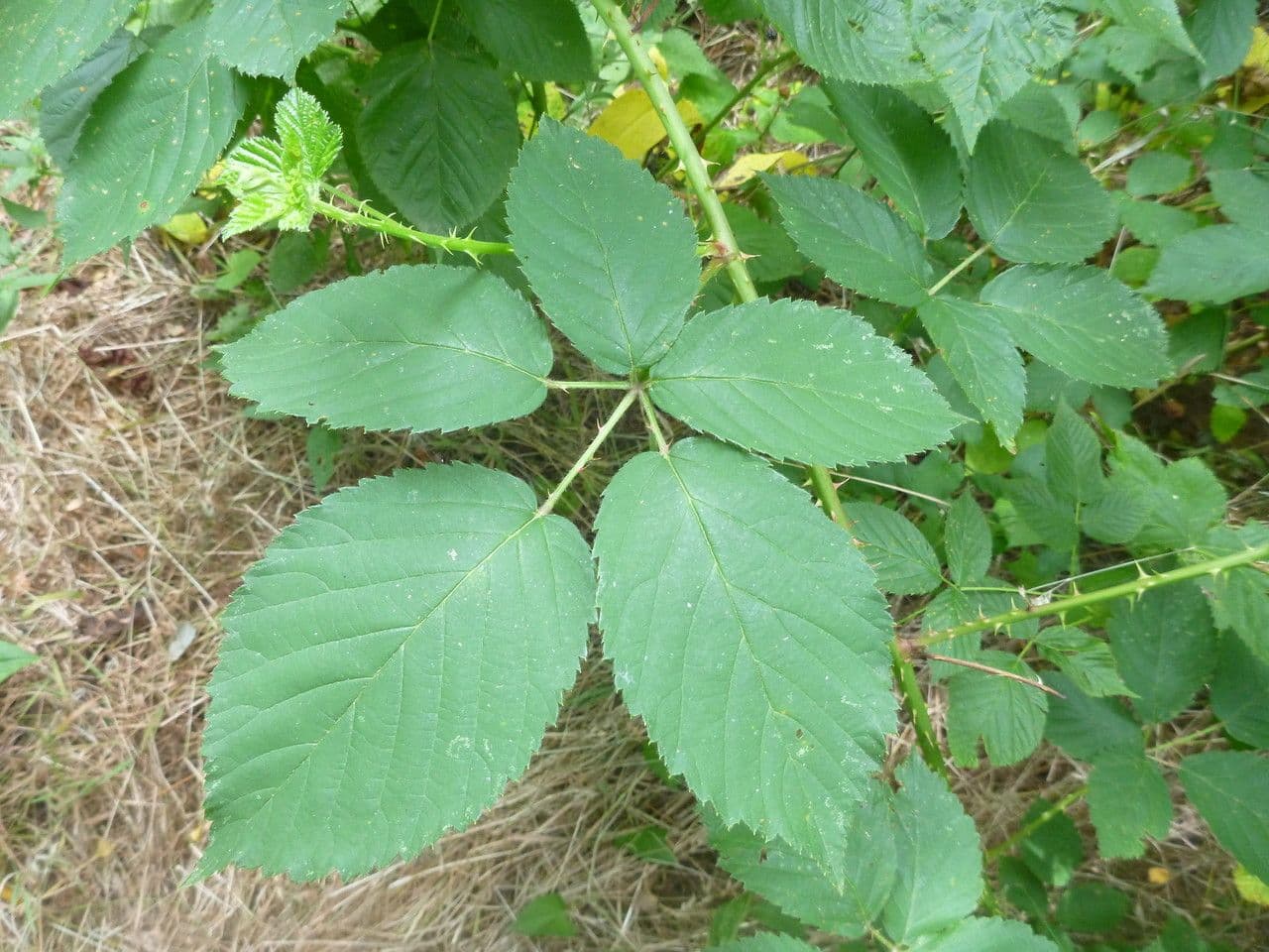 Long-prickled bramble 6