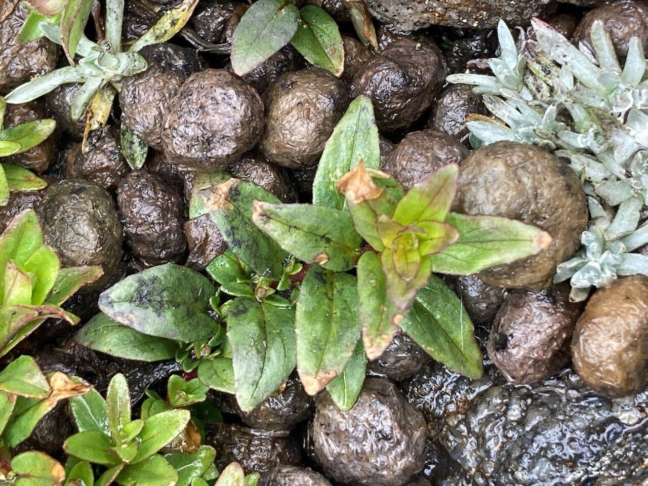Epilobio denticolato 7