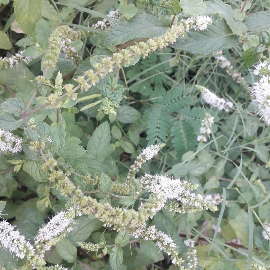 Menta piperita 2