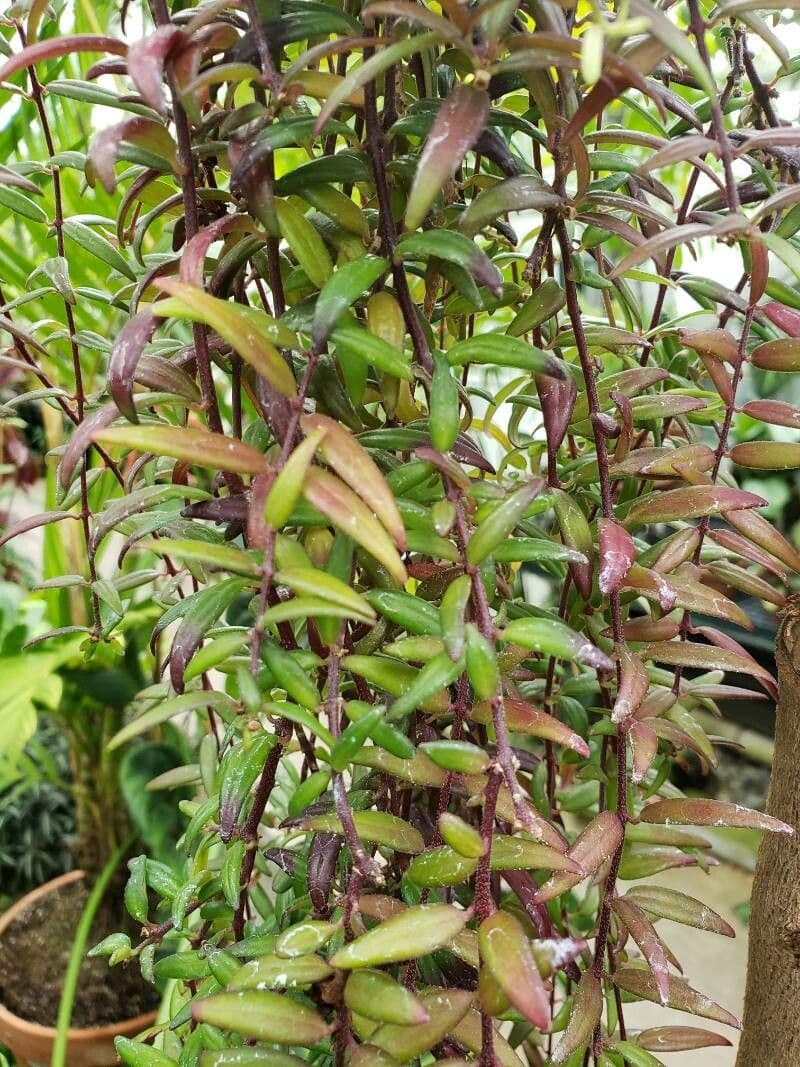 Aeschynanthus 4