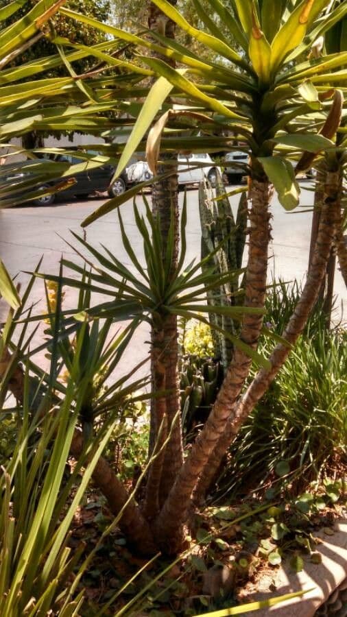 Bajonett-Yucca 20