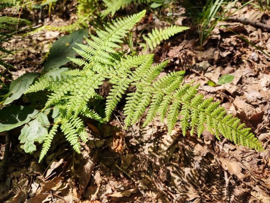 Dennstaedtia punctilobula 8
