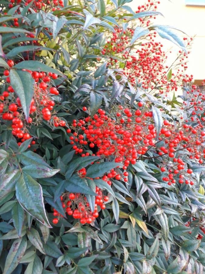 Nandina 4