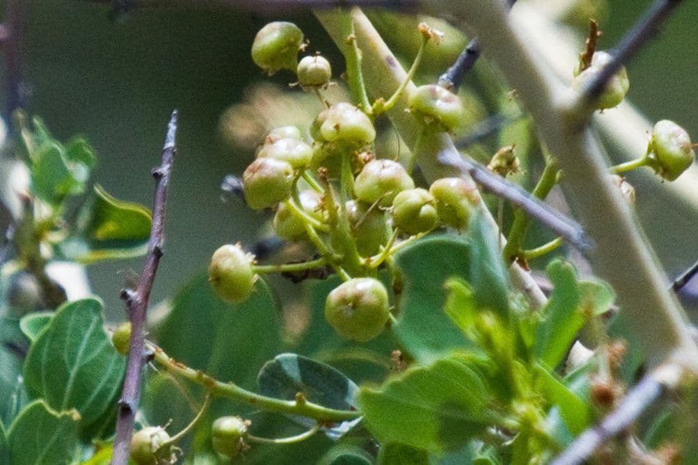Ceanothus