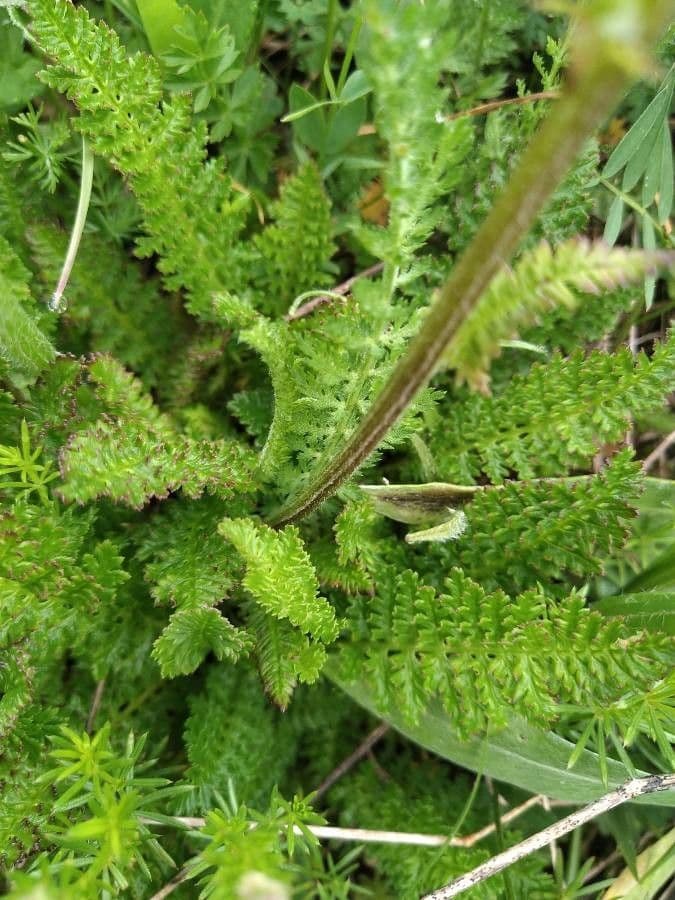 Wierzbica 9