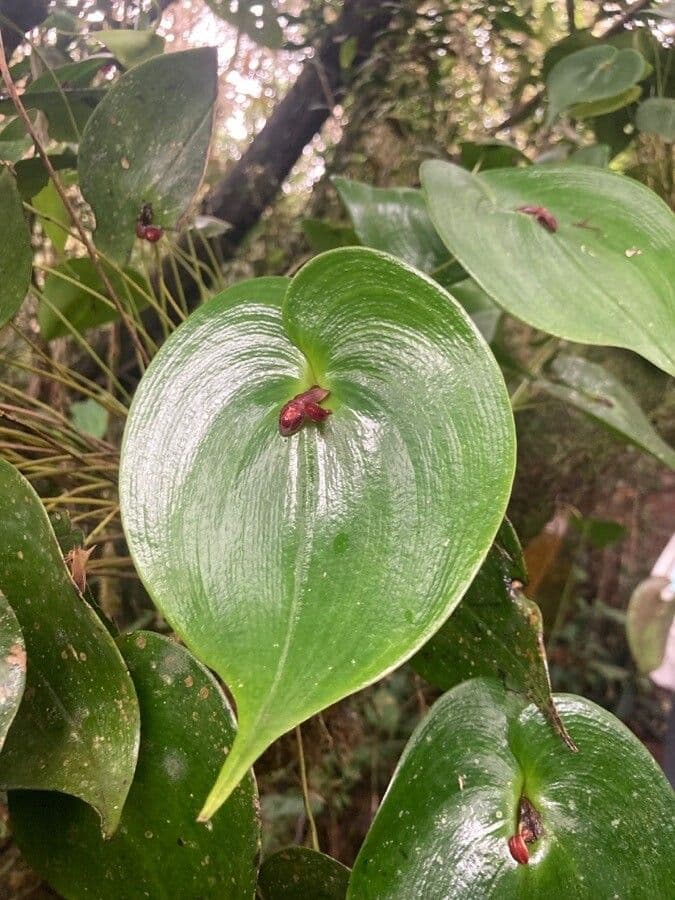 Pleurothallis cordata 5