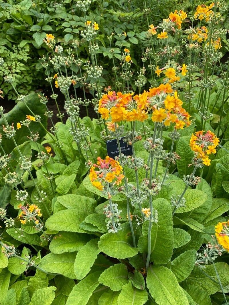 Primula