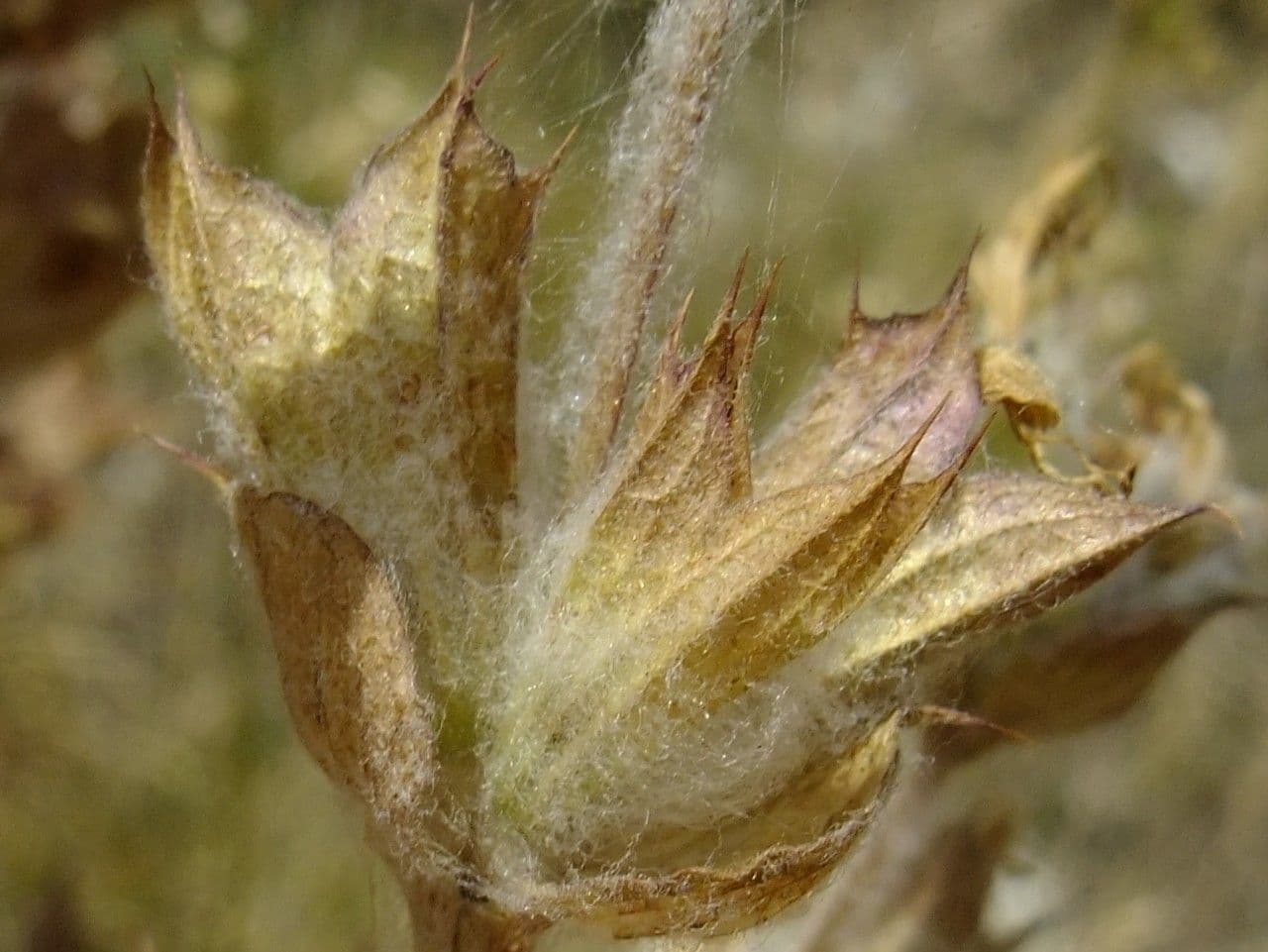 Salvia etiope 3