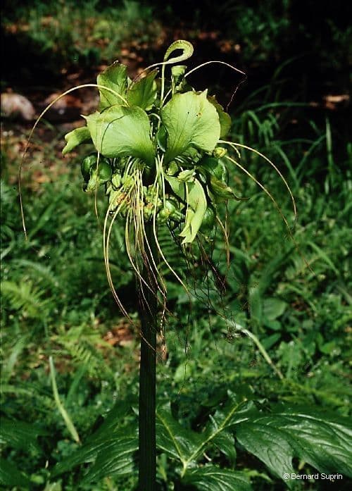 Východoindický arrowroot 13