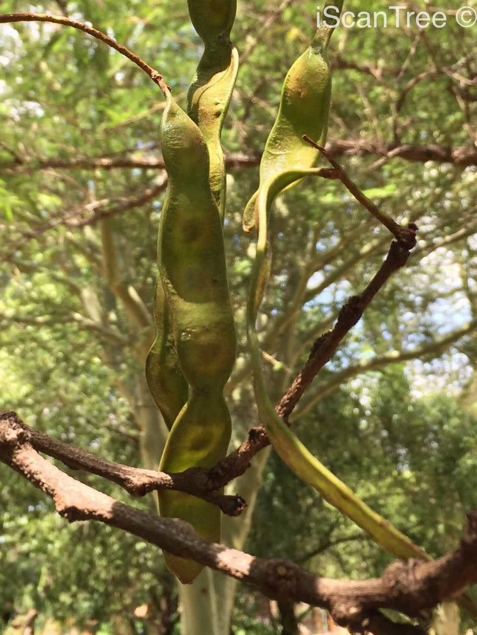 Senegalia 4
