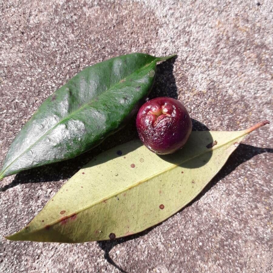 Garcinia 9