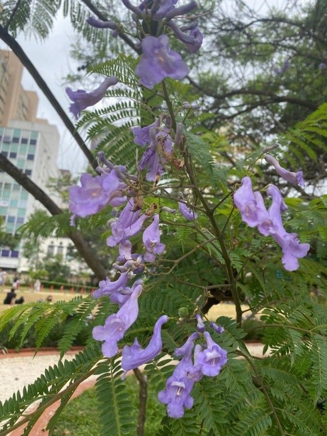 Jacaranda caucana 3
