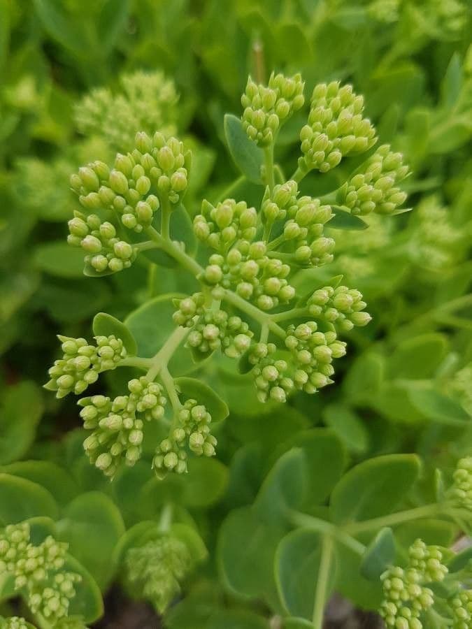 Sedum espectacular