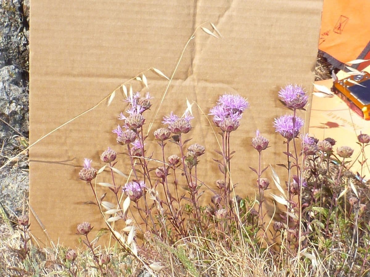 Monardella purpurea 8