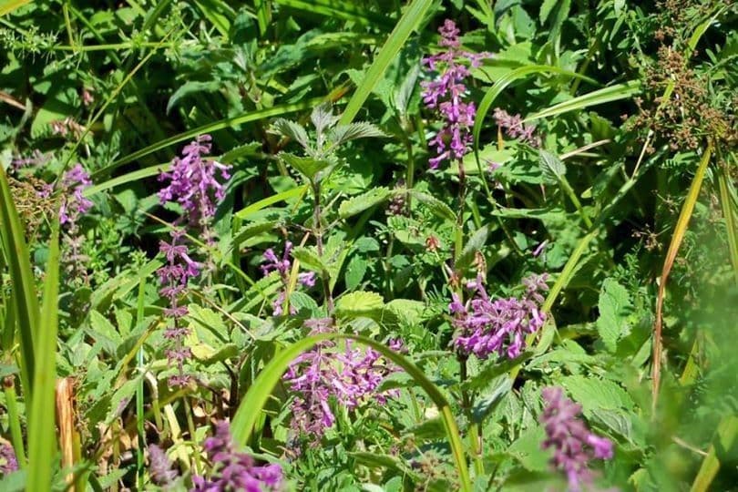 Stachys chamissonis 6