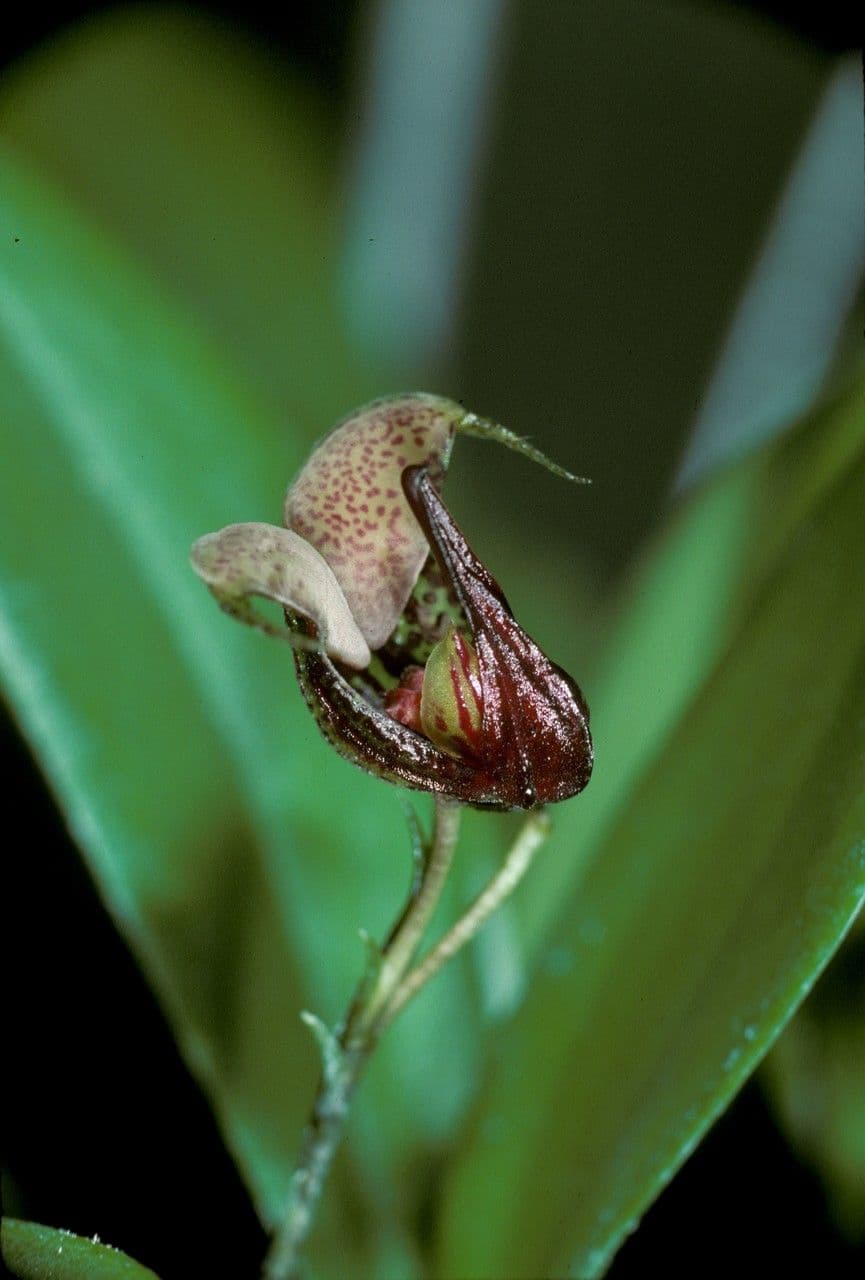 Scaphosepalum