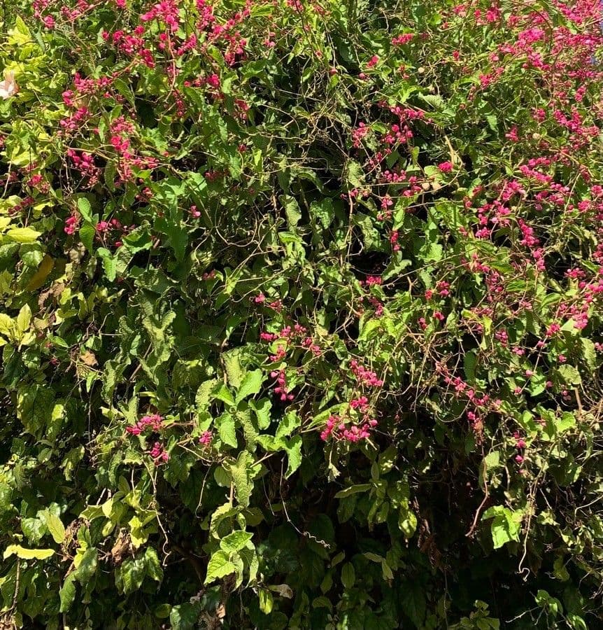 Antigonon leptopus 17
