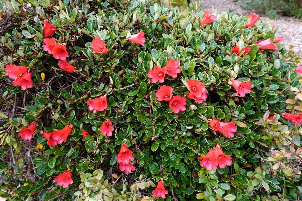 Rododendro 9