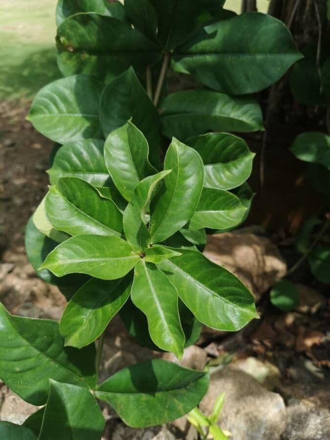 Allamanda viola 20
