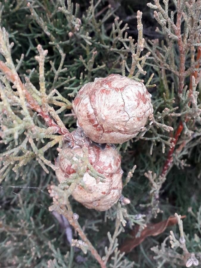 Cipresso comune 5