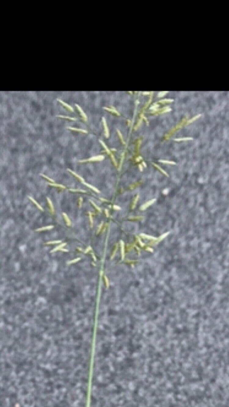 Eragrostis di Barrelier 7
