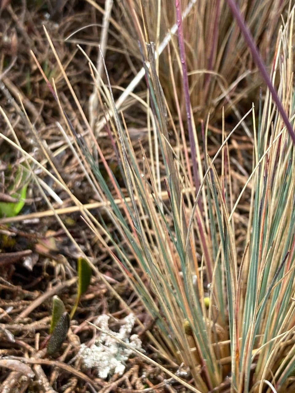 Festuca 10