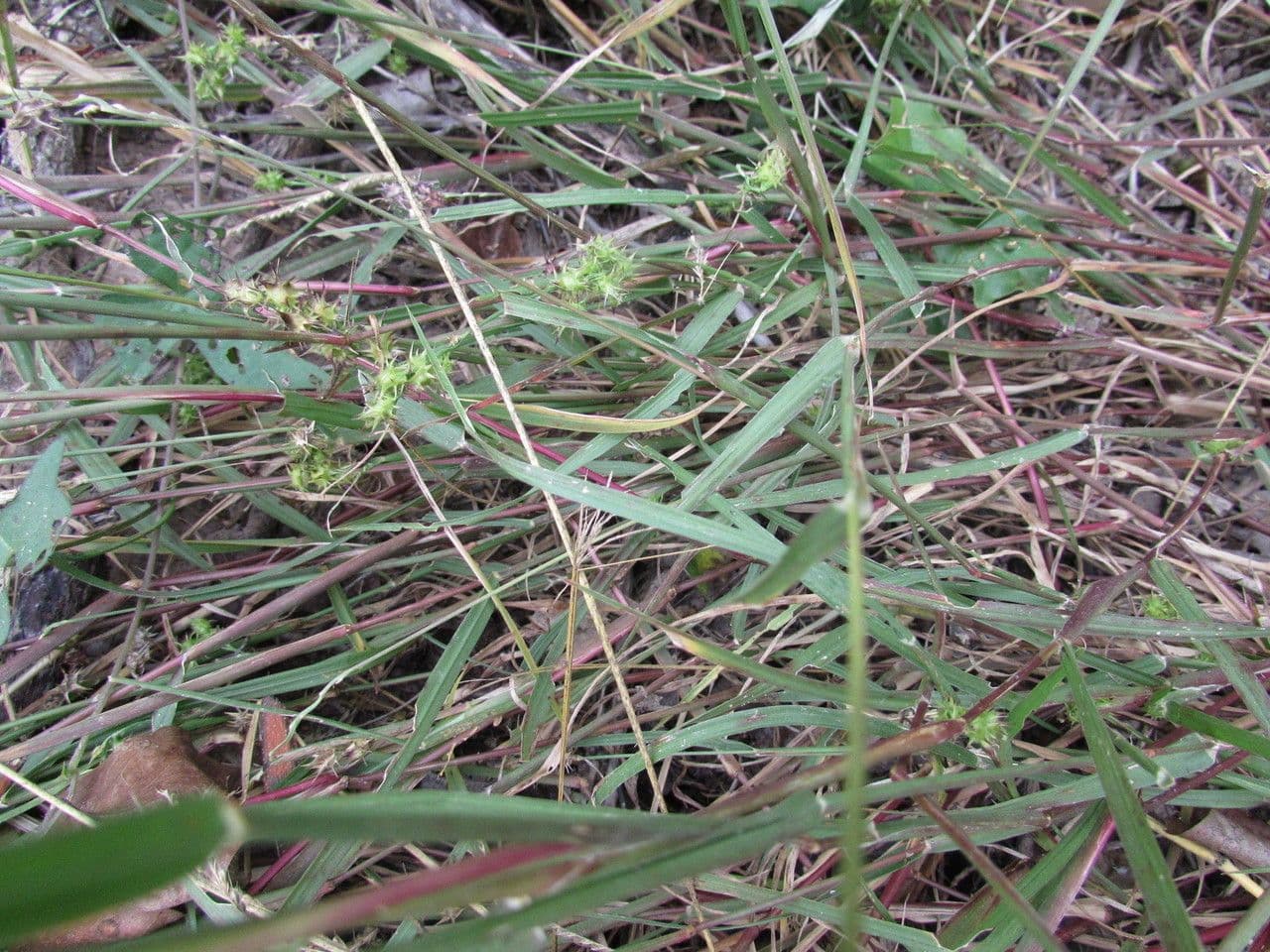 Igel-Hirse 11