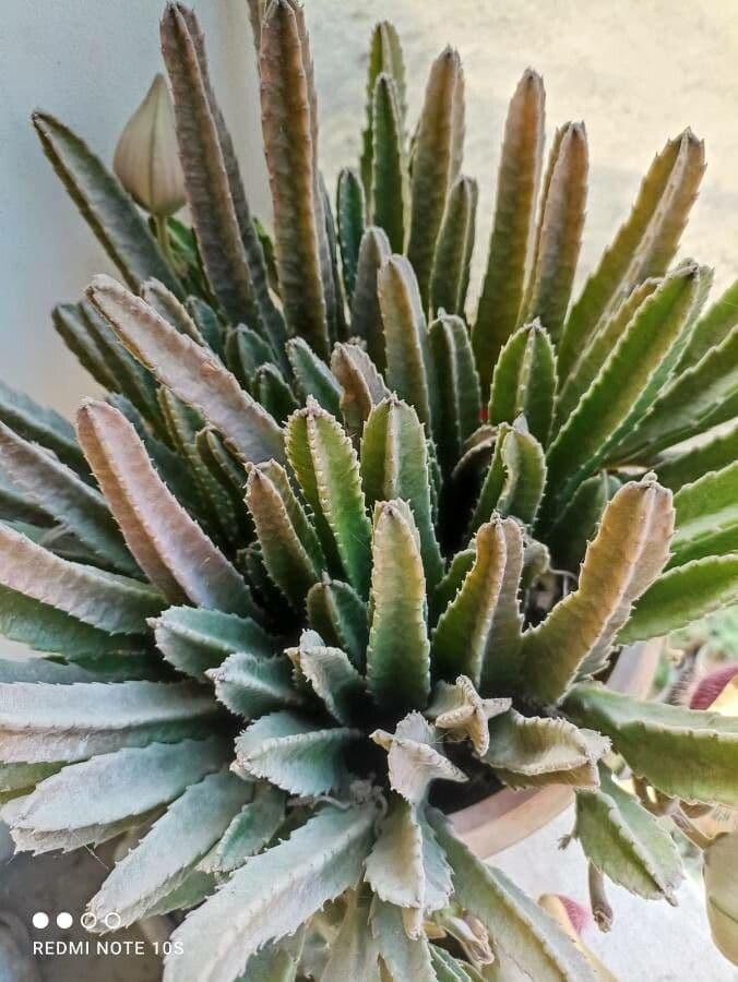 Stapelia 16