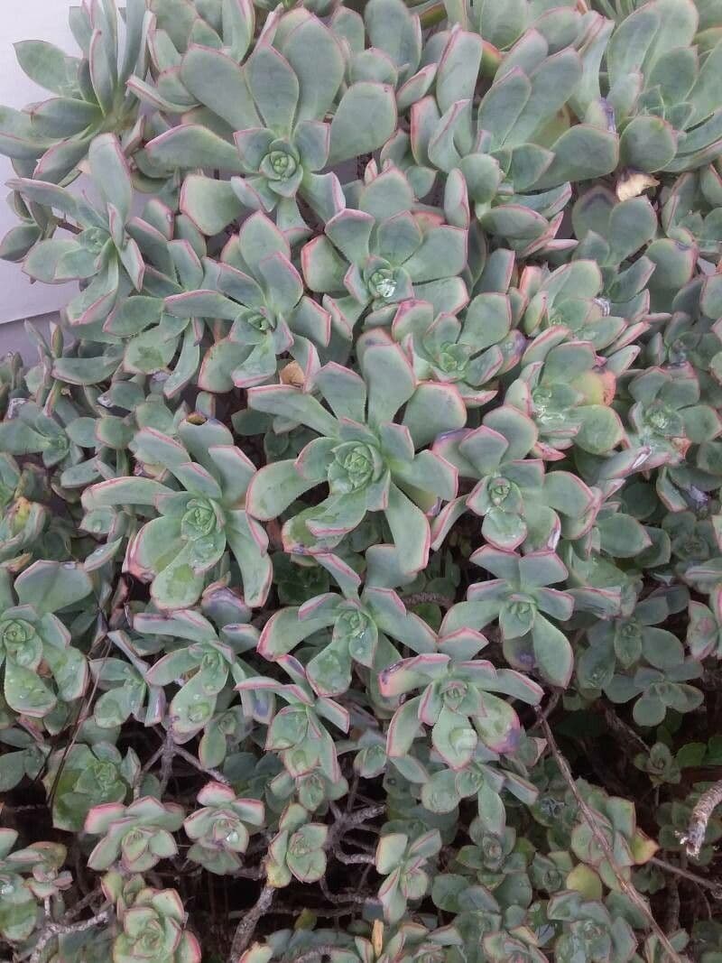 Aeonium 13