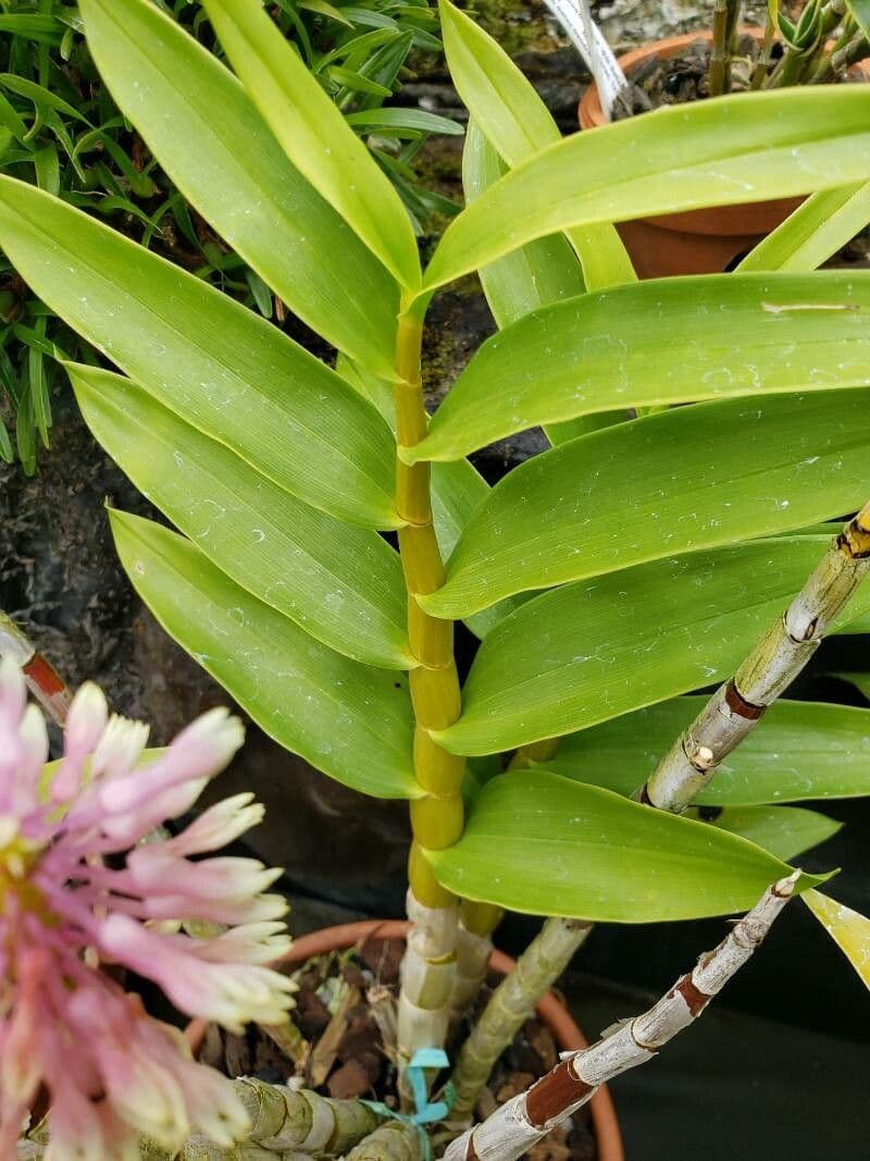 Dendrobium 5