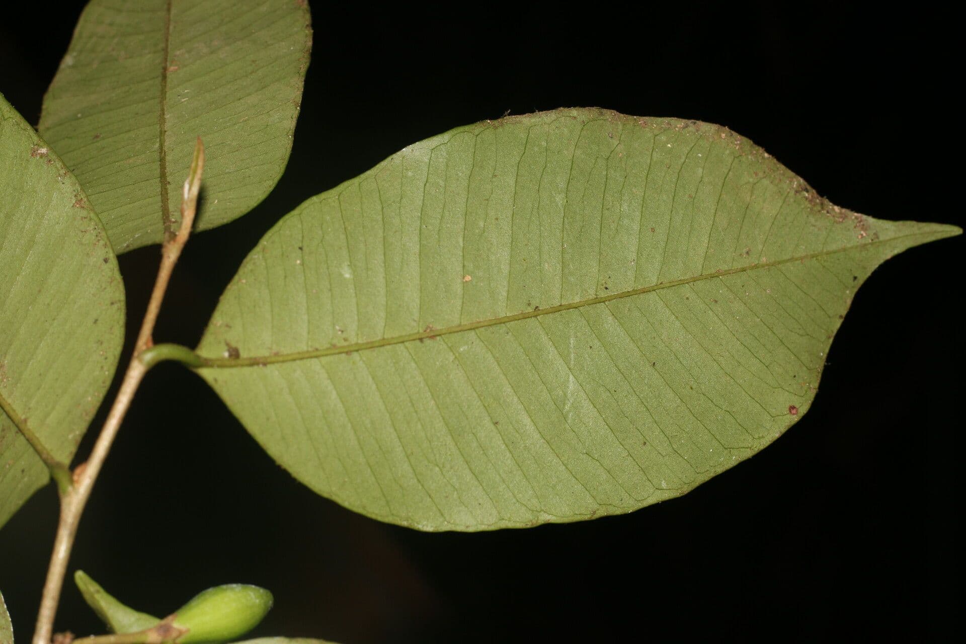 Chrysophyllum 8