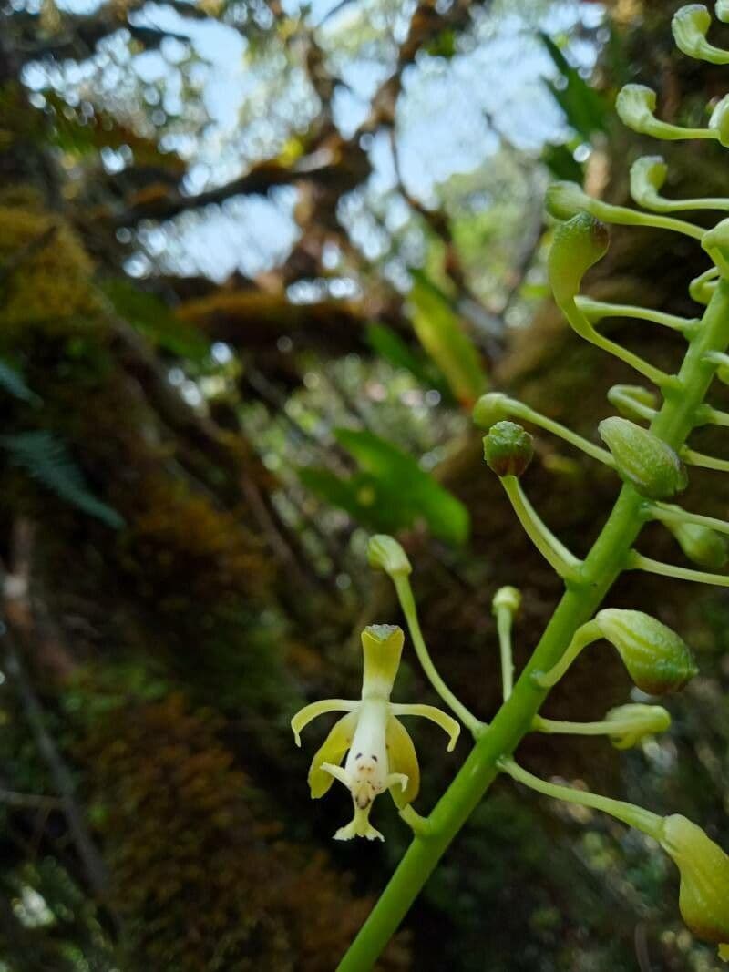Epidendrum 3