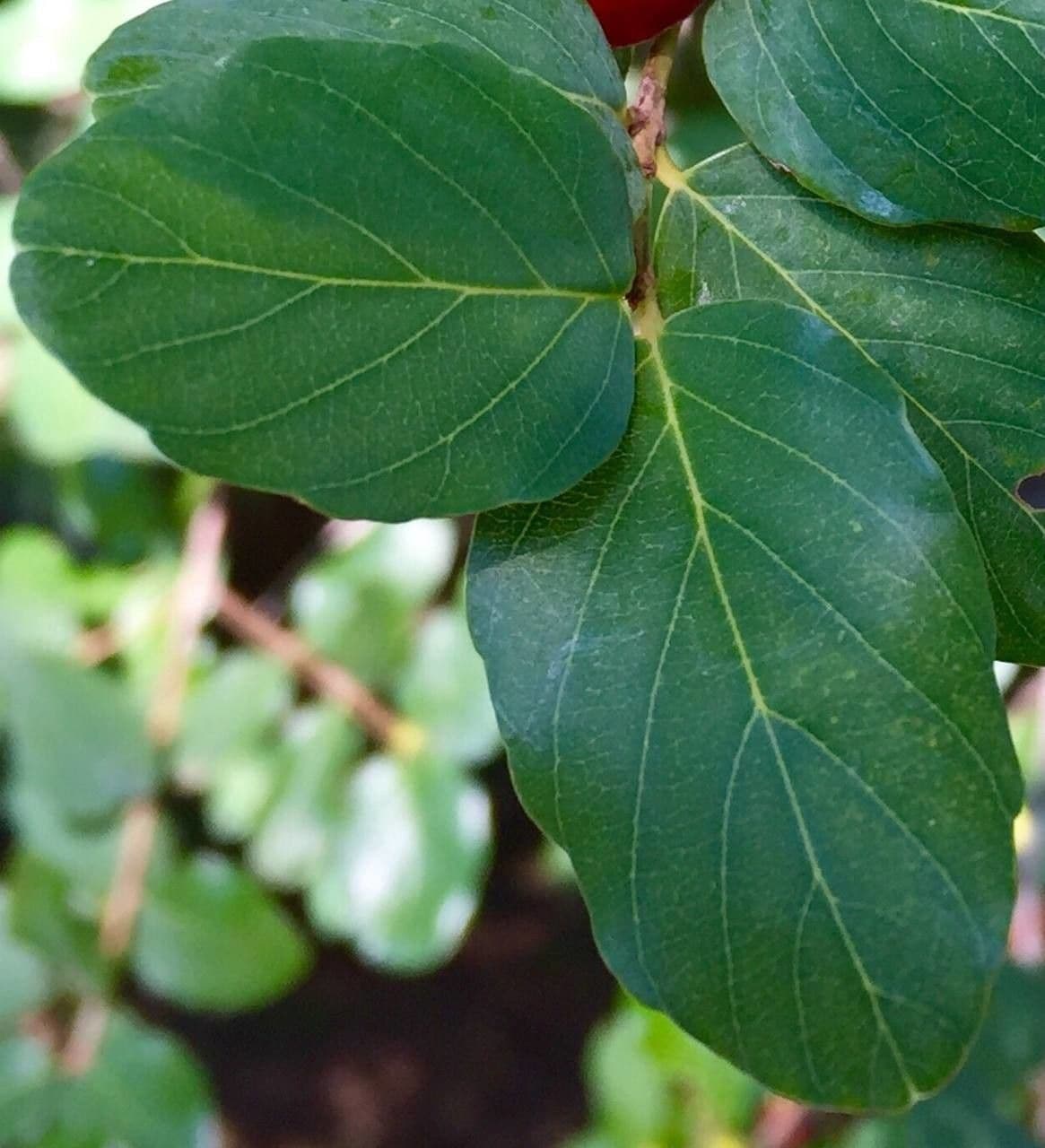 Berchemia zeyheri 6