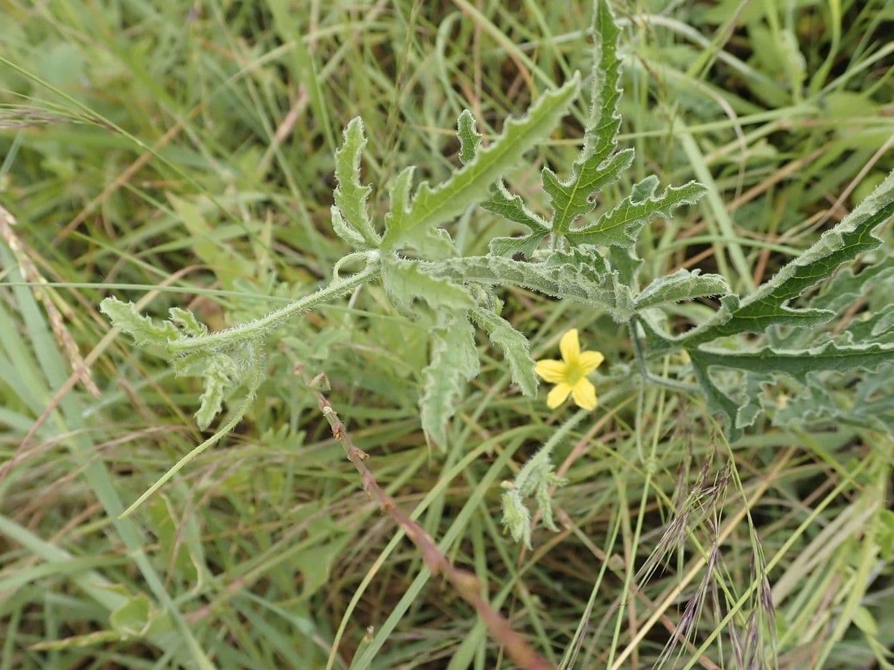 Cetriolo selvatico 18