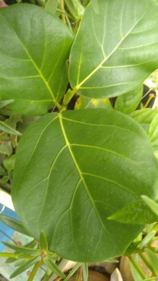 Jackfruit 13
