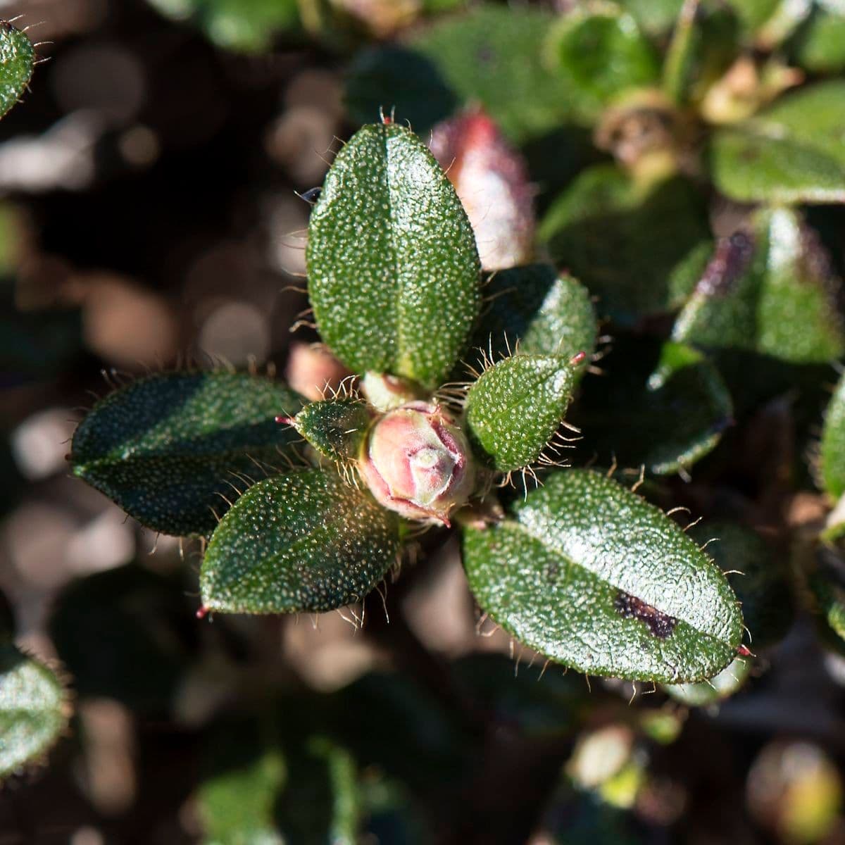 Rododendro 4