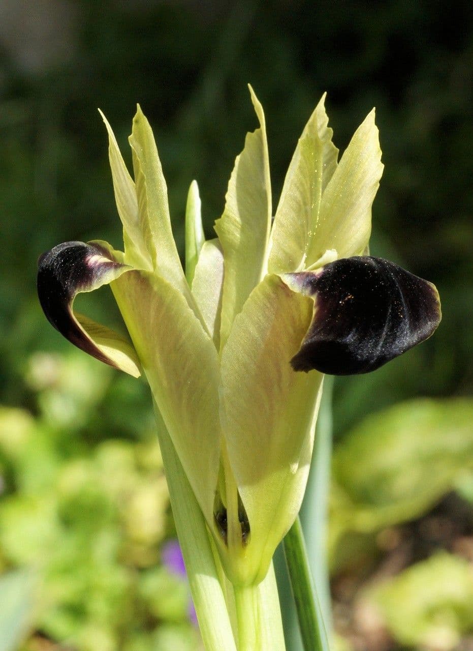 Iris tuberoso 10