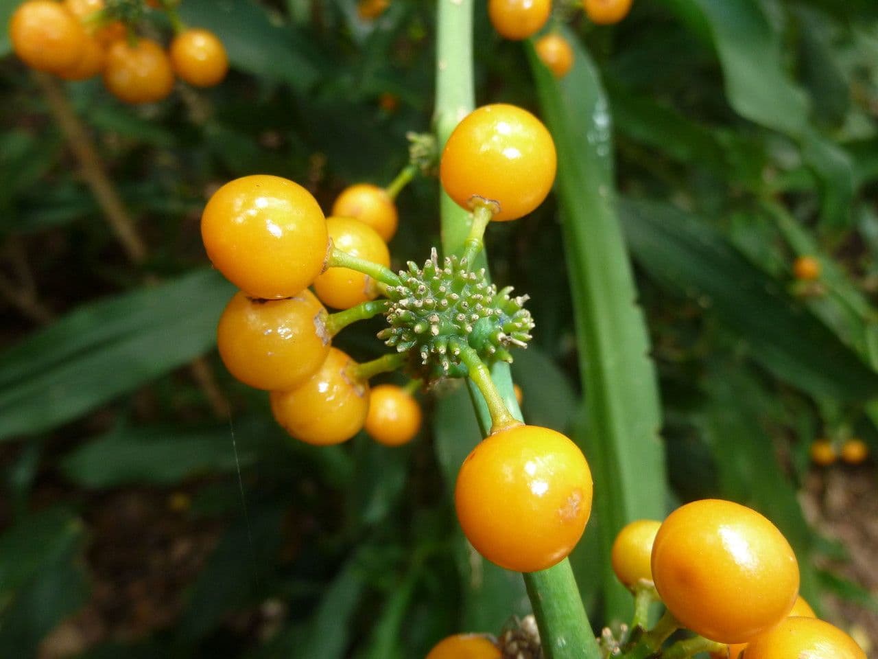 Duftende Drachenbaum 4