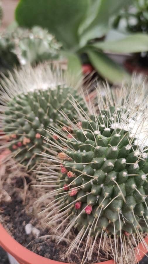 Mammillaria uncinata 9
