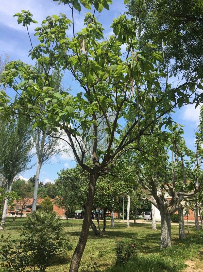 Catalpa di Bunge 10