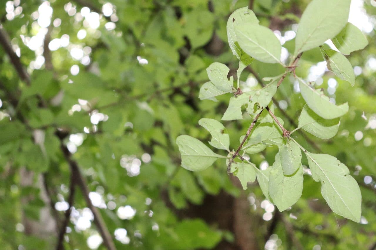 Chomelia spinosa 10