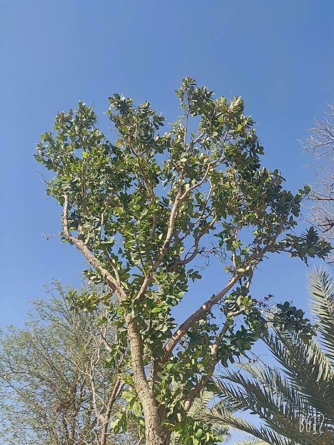 Syzygium 8