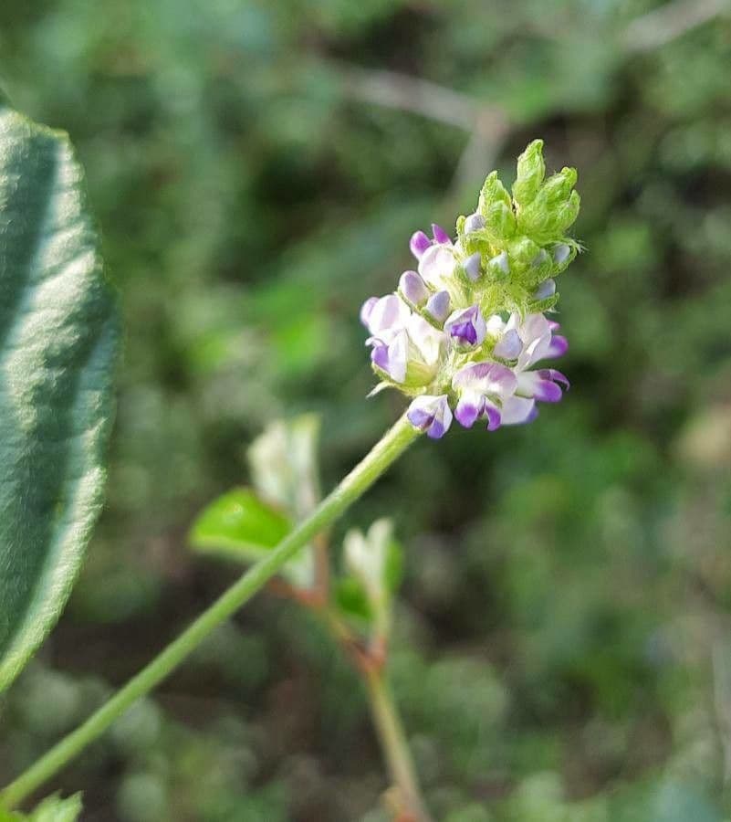 Cullen corylifolium