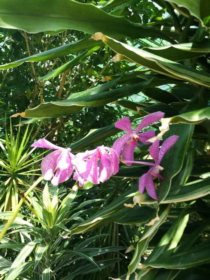 Laelia magnifica 5
