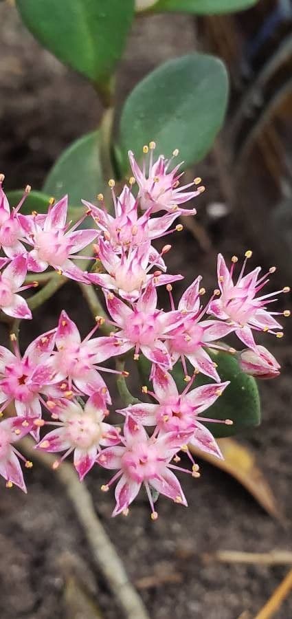 Sedum 4