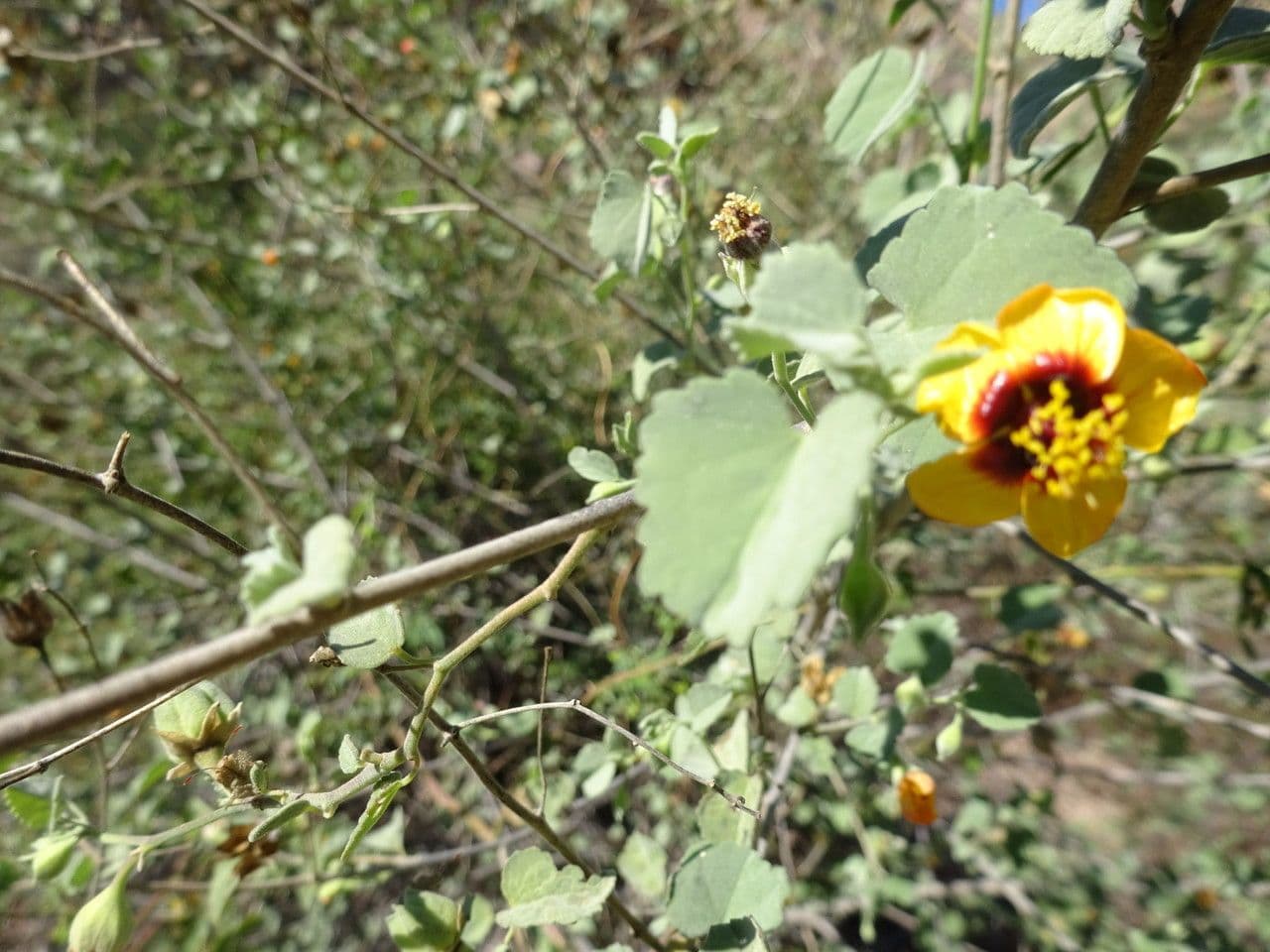 Abutilon incanum 11
